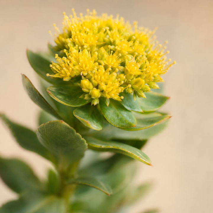 4. Rhodiola is the difference between calm and sluggish.