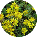 Rosea Rhodiola Extract